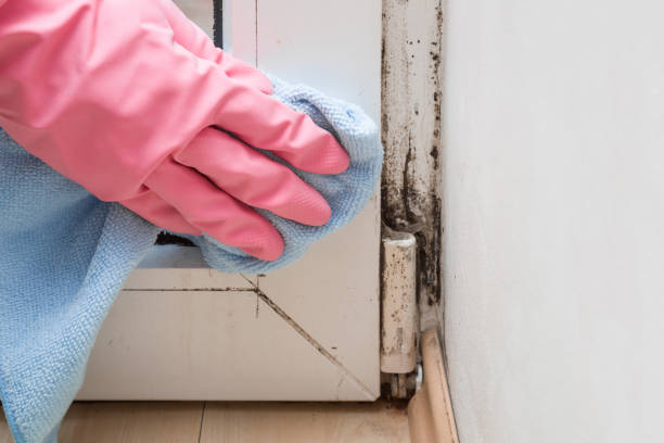 Crawl Space Mold Removal in Gastonville, PA